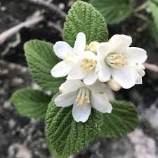 Image result for Cycnium jamesii