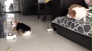 Couples After One Week In Quarantine Funny Gifs Gifvif