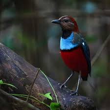 Image result for Burttia prunoides