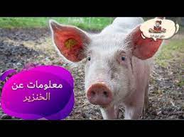 معلومات عن حيوان الخنزير للاطفال من راويتي تروي قصة youtube animals pig