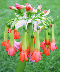 Image result for Scadoxus pole-evansii