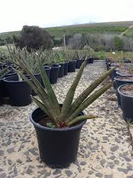 Image result for Sansevieria pearsonii