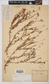 Image result for Felicia mossamedensis