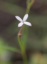 Image result for Kohautia