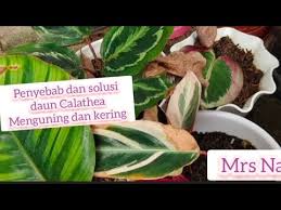 Penyebab daun calathea menggulung, kering, dan menguning. Calathea Dauncalathekering Mengatasi Calathea Yang Menguning Dan Kering Youtube