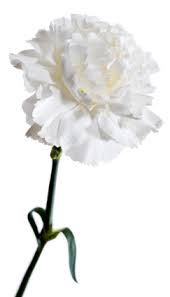 Pin On Flower Types Bouquet Recipes