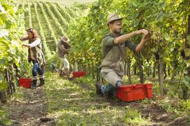 Minimum 8,20€ bruts/heure, soit au moins 80% du smic horaire. L Emploi Saisonnier Enjeux Et Perspectives France Strategie