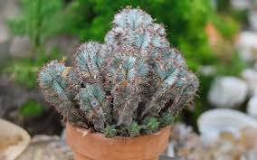 Image result for Euphorbia unicornis