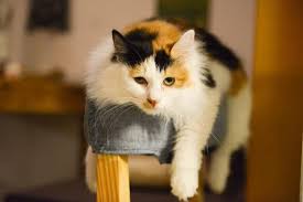 This is a behavior that you must develop and correct when they are young kittens. 5 Signs Your Cat Is Bored Out Of Their Mind How You Can Help Meows N Paws
