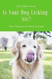 Pin On Dog Training Behavior