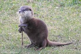 Asian Small Clawed Otter By Maria Schreuders Cute Animals Otters Funny Animals