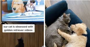 Cat Who S Obsessed With Watching Dog Videos Gets Her Own Puppy Brother