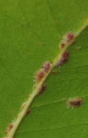 Image result for puklice