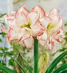 Amaryllis Jumbo Bulb Flowers Amaryllis Garden Bulbs