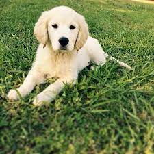 You can find leashes & collars, crates, and also how to housebreak you golden retriever puppies. Golden Retriever Puppies Picture South Carolina Dog Breeders Guide