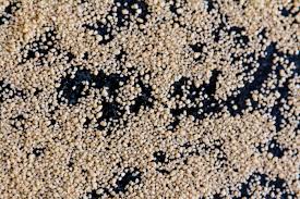 Moroccan couscous or couscous with seven kind of vegetables. Introduction To Couscous My Moroccan Food