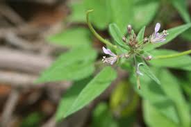 Image result for Cleome monophylla