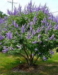 The purple orchid has a good number of funeral arrangements and sympathy flowers so you can always send your kindest condolences. What S That Tree With The Purple Blooms Texas Landscaping Plants Garden Shrubs