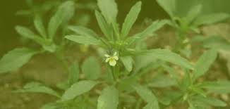 Image result for durman obecný plod