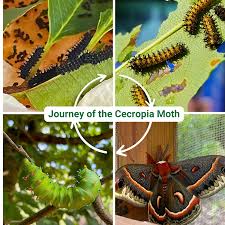 Image result for Cecropia
