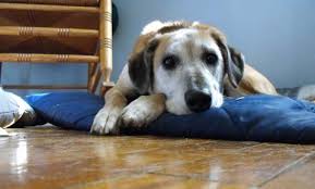 We did not find results for: First Aid For Falls In Dogs Vca Animal Hospital