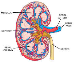 Quizlet is the easiest way to study, practise and master what you're learning. The Excretory System Ck 12 Foundation