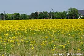 Send sunny yellow flowers today and bring a smile to today, yellow flowers symbolize friendship, joy, and hope. Butterweed Cressleaf Groundsel Beauty Is In The Eye Of The Beholder Bygl