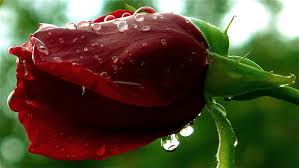 Resultado de imagen para rosas en el agua