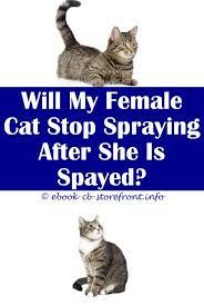 11 Breathtaking Cat Spraying Remover Nature Toxoplasmosis