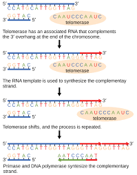 Telomeres Biology For Majors I