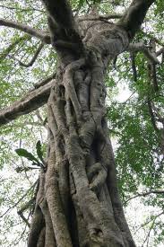 We did not find results for: Vines Wrapped Around Tree Trunk Photo