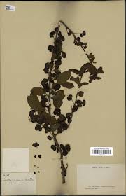 Image result for Hymenocardia