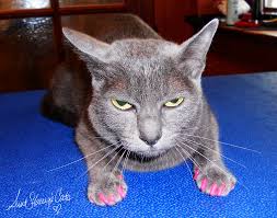 In the market, there are original silicone covers to cover the cats' nails. Q A With Aunt Stacey A Super Glue Mistake Aunt Stacey S Cats
