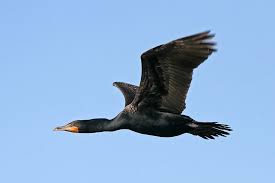 Big Black Bird With Black Beak Pin Op Everglades