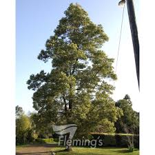 Image result for Acacia melanoxylon