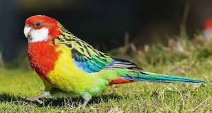 We did not find results for: Ø¹Ø´Ø§Ù‚ Ø§Ù„Ø·ÙŠÙˆØ± ÙˆØ§Ù„Ø·Ø¨ÙŠØ¹Ø© Posts Facebook