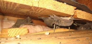 Ever wondered how those bats get in your house or attic anyway? What Bat Maternity Season In Oregon Means For Your Attic Cascade Business News
