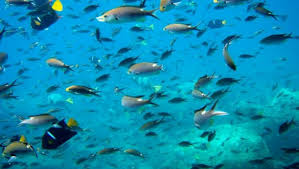 תוצאת תמונה עבור السمك