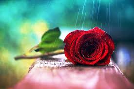 Nice Red Rose In Rain Hd Picture Rain Wallpapers Rose Raindrops And Roses