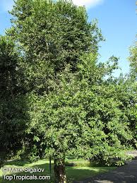 Image result for Putranjivaceae