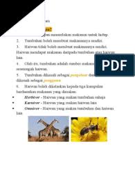 Lalat makan buah dan bangkai ikan. Rantaian Makanan