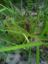 Image result for Stathmostelma fornicatum