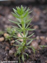 Image result for Elatine