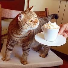 images?q=tbn:ANd9GcTrRhZR077PHx8c3rMZhK-M4s_1ARL3mnISOvQY4pjKoM6knEdP