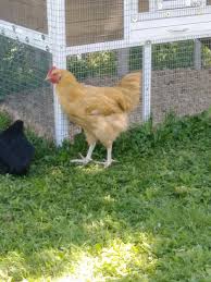 The buff orpington is one of the most popular english breeds in north america! 3 Month Old Buff Orpington Hen Or Rooster Backyardchickens