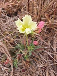 Image result for Monsonia senegalensis