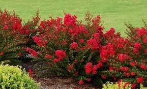 crape myrtles summer color that beats the heat premier