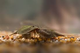Es kann aber auch über 1 woche dauern, bis die ersten naupilen (larven) zu erkennen sind. Urzeitkrebse Schildkrebse Triops