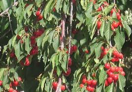 Cerisier Petit Fruit Cerise Fruits