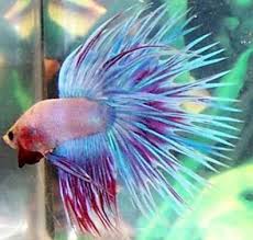 Aquarium Del Ges Aquaris Peixos Estanys Pet Fish Betta Fish Betta Fish Tank